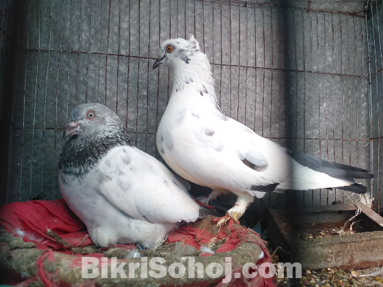 এক জোড়া গিরিবাজ কবুতর বিক্রয় হবে !